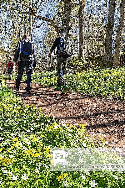 Männer wandern auf einem Waldweg in einem blühenden Wald mit blühendem Buschwindröschen (Anemone nemorosa) und gelbem Buschwindröschen (Anemone ranunculoides) im Frühling
