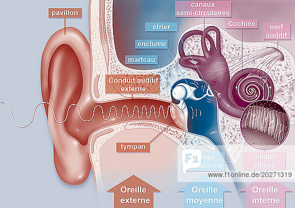 The path of sound in the ear. Representation of the path of sound in the ear. The sound wave in the outer ear (in orange) captured by the pinna of the ear enters the auditory canal  vibrates the eardrum which isolates the outer ear from the inner ear  and vibrates in the middle ear (in blue) the ossicles (hammer  anvil  stirrup). The vibrations of the stapes vibrate in the inner ear (in pink) the membrane of the oval window which generates hydraulic waves in the perilymph of the cochlea  which exerts pressures of the endolymph inside the cochlear canal   displacing the basilar membrane  causing the hair cells to move against the tectorial membrane producing nerve impulses in the cochlear nerve fibers. This nerve impulse travels through the auditory nerve  then from neuron to neuron via the spinal cord to the auditory area of the brain which analyzes the data.