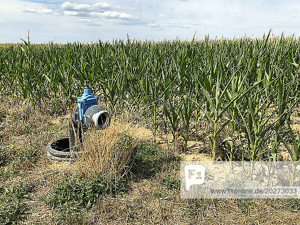 Drought in Hauts-de-France. Cereals  in lack of water  cannot develop normally. Irrigation equipment exists but its use is restricted by regulations.