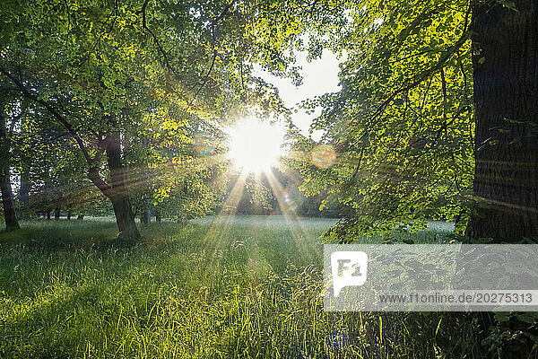 Sunlight shining through trees in park at Munich  Bavaria  Germany