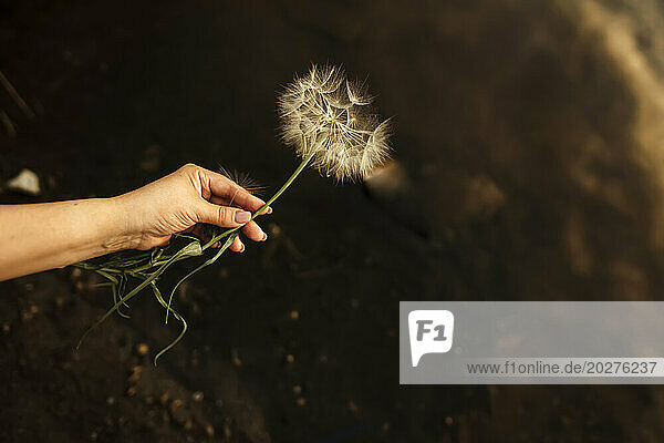 Hand of woman holding dandelion