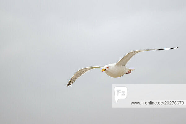 White seagull flying against sky