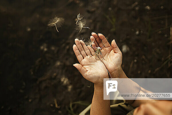 Hands of woman holding dandelion seeds