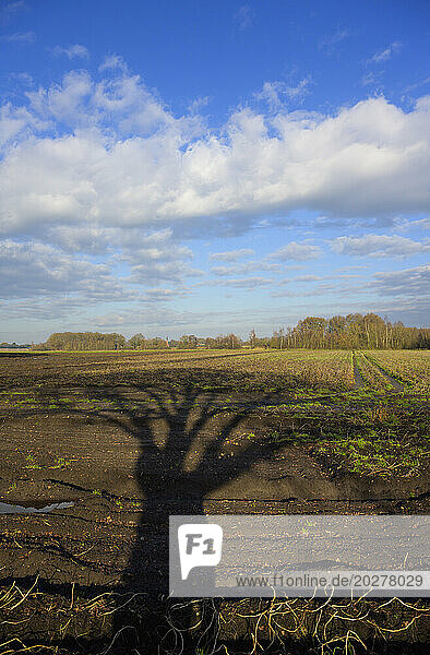 Tree casting shadow on autumn field