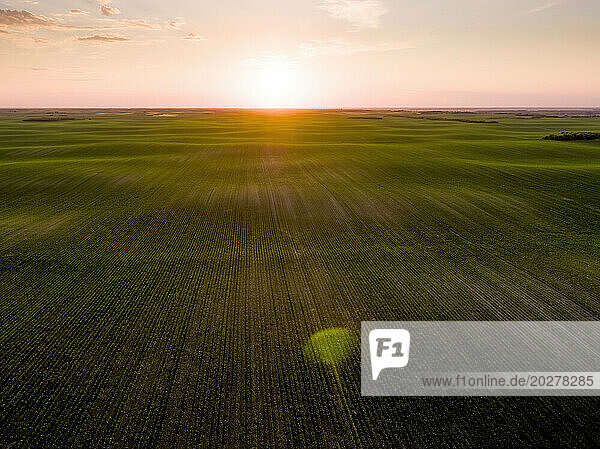 Green agricultural field at sunset