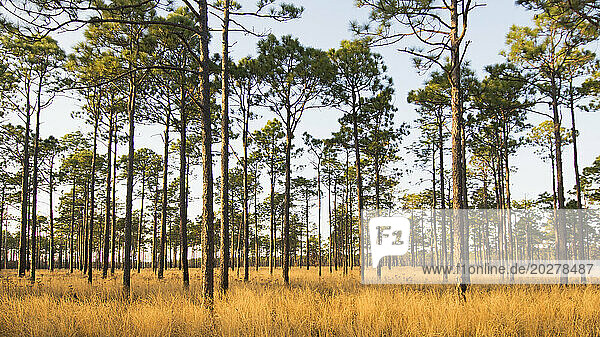 USA  North Carolina  Hampstead  Forest of Longleaf Pine trees