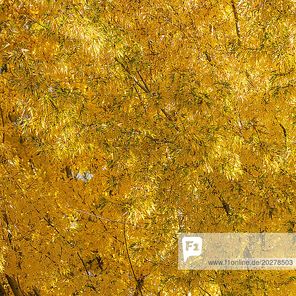 USA  Idaho  Bellevue  Close-up of tree with golden fall leaves