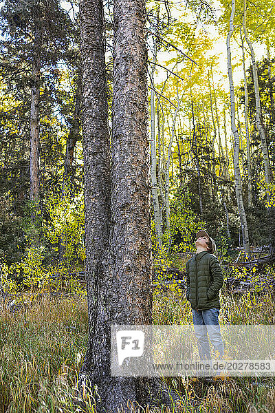 USA  New Mexico  Boy looking at tall tree in Santa Fe National Forest