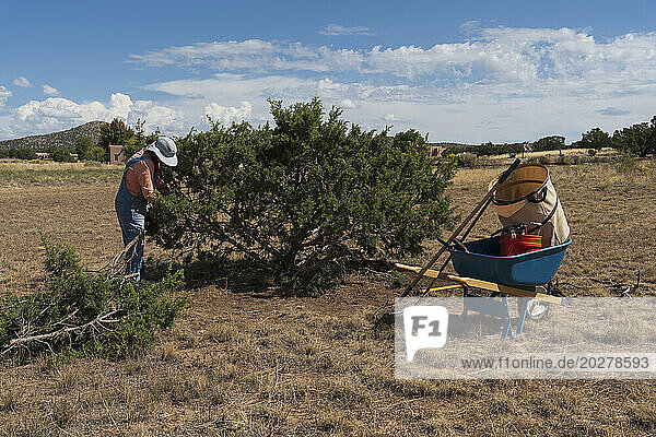 Usa  New Mexico  Sante  Woman trimming juniper tree in desert landscape