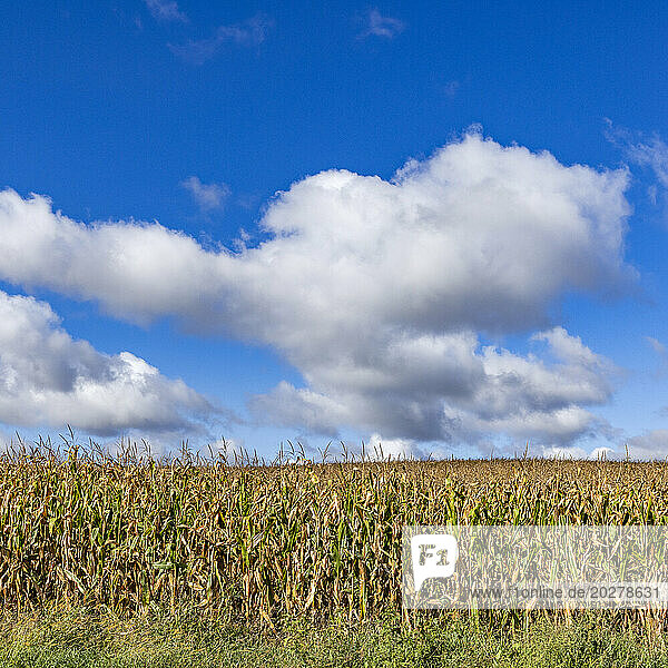 Clouds over corn field in Fall