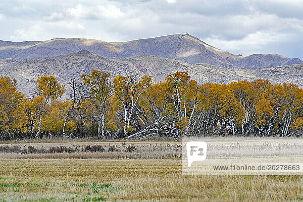 USA  Idaho  Bellevue  Field and hills in Fall season near Sun Valley