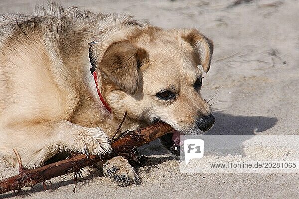 Mischlingshund mit Stock im Sand