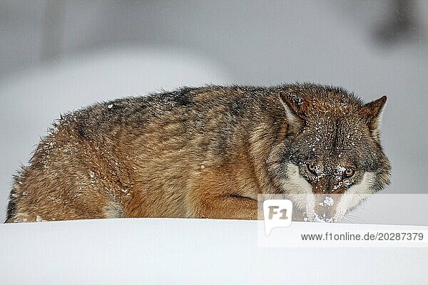 Wolf (Canis lupus)  gehend  frontal  aggressiv  captive  Winter  Schnee  Wald  Nationalpark Bayerischer Wald  Bayern  Deutschland  Europa