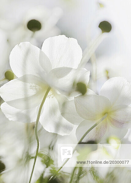 White Wood Anemone Flowers