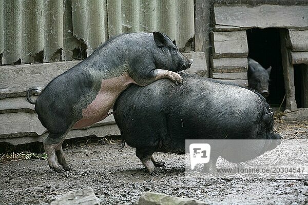 Hängebauchscchweine bei der Paarung