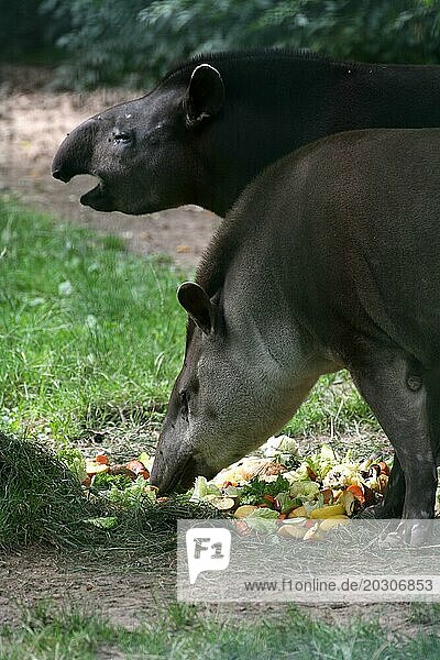 Tapire in einem Tierpark