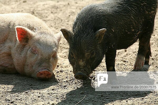 Glückliche Schweine in Frailandhaltung