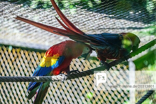 Portrait eines Papageis. Schöne Aufnahme der Tiere im wald auf Guadeloupe  Karibik  Französische Antillen