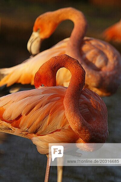 Chilenischer Flamingo