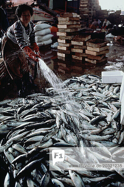 South Korea. Pusan. Fish Market. Woman spraying water on fresh fish.