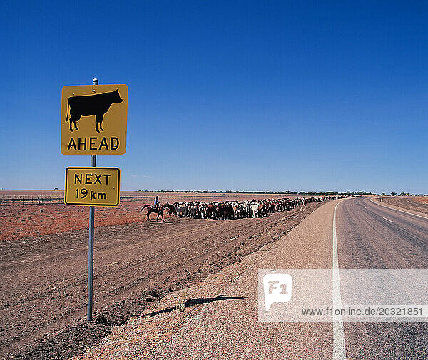 Australia. Queensland. Winton. Cattle muster at road crossing.