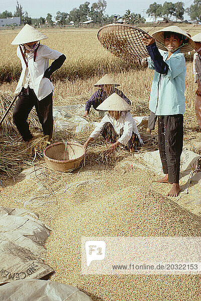 Vietnam. Dong Nai. Agriculture. Traditional farming. Rice harvest.