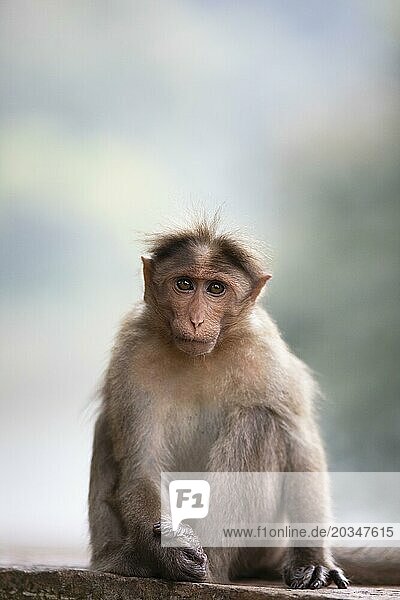 Bonnet macaque (Macaca radiata)  Periyar Wildlife Sanctuary or Periyar National Park  Idukki district  Kerala  India  Asia