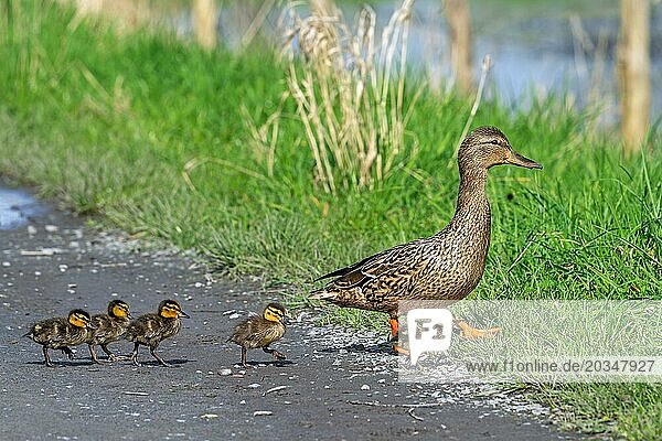 Mallard  wild duck (Anas platyrhynchos) female walking and leading ducklings over path to pond in spring