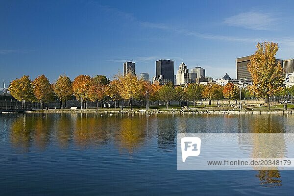 Row of Acer  Maple trees with orange and yellow leaves and Montreal skyline with Aldred  Place Ville Marie and Courthouse buildings taken from Bonsecours basin in autumn  Quebec  Canada  North America