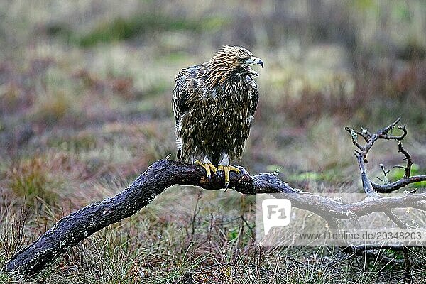 European golden eagle (Aquila chrysaetos chrysaetos) calling in the rain while perched on branch in moorland  heathland in winter