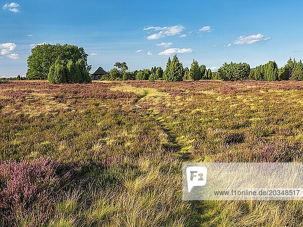Typical heath landscape with old sheepfold  hiking trail  juniper and flowering heather  Lüneburg Heath  Lower Saxony  Germany  Europe