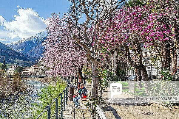Passer promenade with blossoming trees in spring  Merano  Pass Valley  Adige Valley  Burggrafenamt  Alps  South Tyrol  Trentino-South Tyrol  Italy  Europe