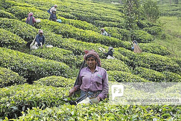 Indian tea picker on a tea plantation  Thekkady  Kerala  India  Asia