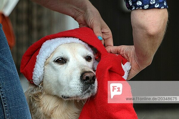 Labrador retriever with Christmas hat