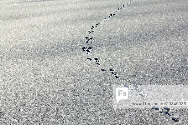 Hare track in the snow