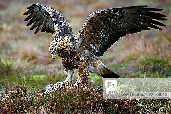 European golden eagle (Aquila chrysaetos chrysaetos) landing with spread wings on carcass to feed in moorland in winter