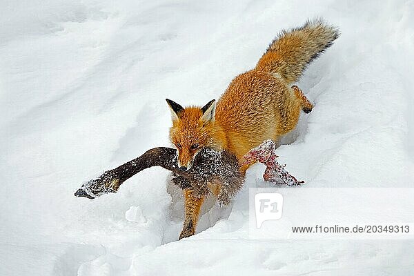 Scavenging red fox (Vulpes vulpes) running away in deep snow with leg of killed chamois in winter in the Alps