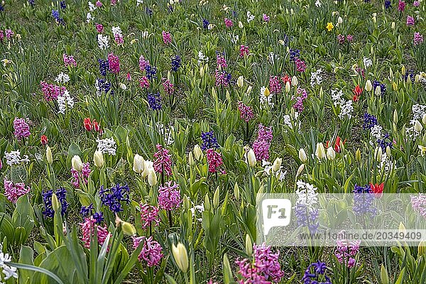 Blumenbeet mit Hyazinthen (Hyacinthus) und Tulpen (Tulipa)  Havelberg  Sachsen-Anhalt  Deutschland  Europa
