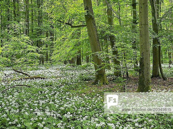 Bärlauchblüte (Allium ursinum) im Buchenwald  Hainich Nationalpark  Bad Langensalza  Thüringen  Deutschland  Europa