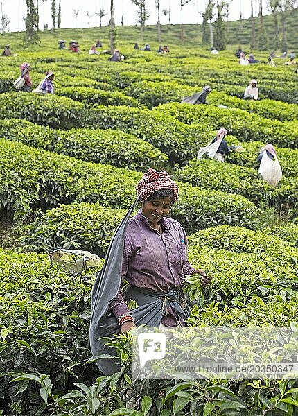 Indische Teepflückerin auf einer Teeplantage  Thekkady  Kerala  Indien  Asien