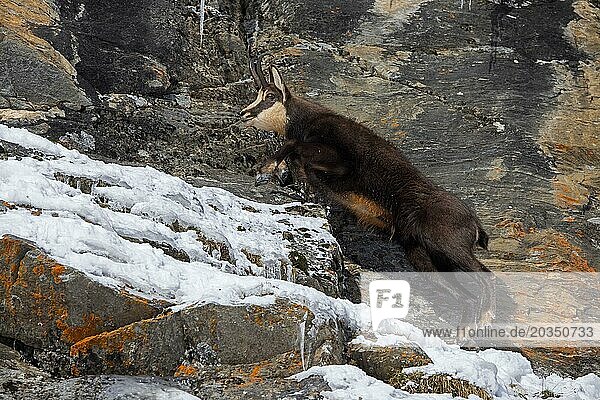 Männliche Alpengämse (Rupicapra rupicapra) in dunklem Winterfell  die auf der Flucht in einer Felswand in den europäischen Alpen auf einen Felsvorsprung springt