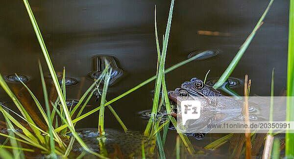 European common frog pair  brown frogs  grass frog (Rana temporaria) male and female in amplexus in pond during spawning  breeding season in spring