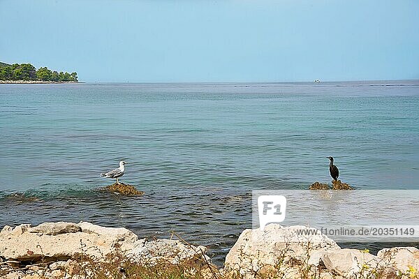 Seagull and cormorant on the coast of the island of Ugljan  near the village of Susica  Dalmatia  Croatia  Europe