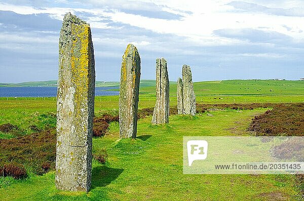 Standing stones from the Stone Age on a green meadow  Unesco World Heritage Site  Ring of Brodgar  Stromness  Orkney Islands  Scotland  UK
