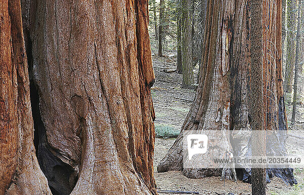 A photographer is dwarfed by Giant Sequoia trees as he takes a picture.