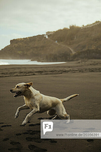 Labrador retriever dog enjoying the sand on a beach in Tenerife