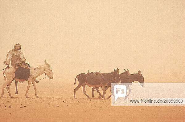A donkey rider and donekys make their way through a sand storm  Kordofon  Sudan.