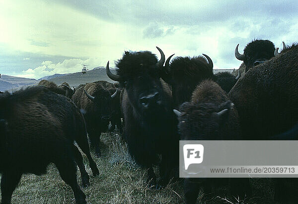 Buffalo being herded by helicopter in Utah.