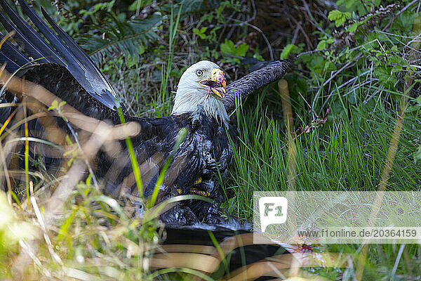 Bald eagle (Haliaeetus leucocephalus) killing another one  Cape Disappointment  Washington State  USA