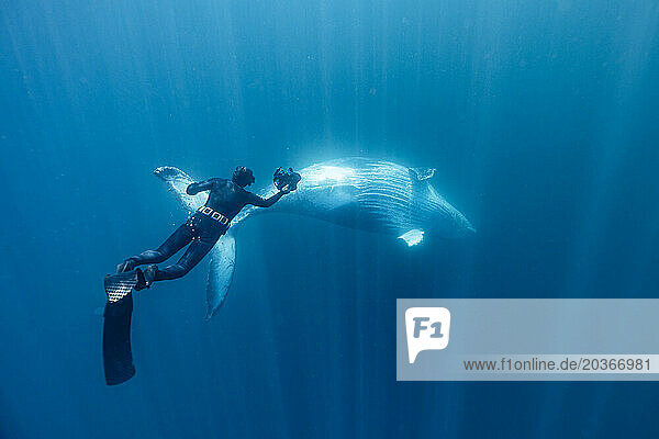 underwater photographer shooting a whale